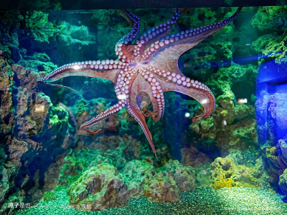 xpark水族館 門票優惠 桃園 親子景點 最新攻略 必看展區 美食餐廳 交通 停車 住宿