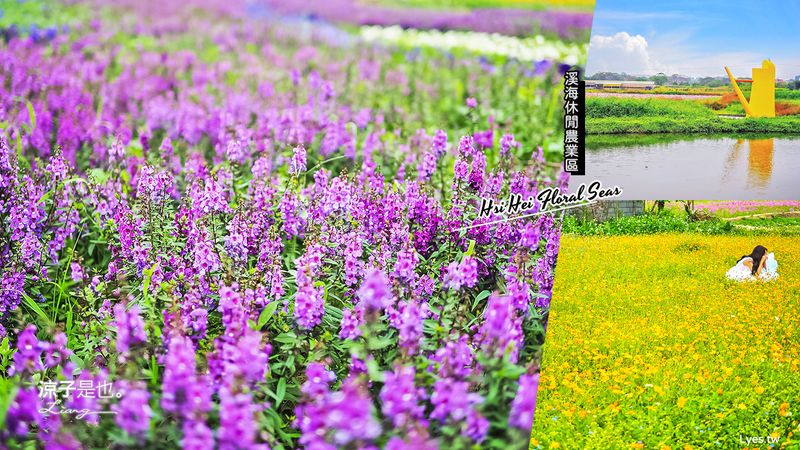 【桃園景點】溪海休閒農業區 浪漫花海好好拍 桃園大園一日遊