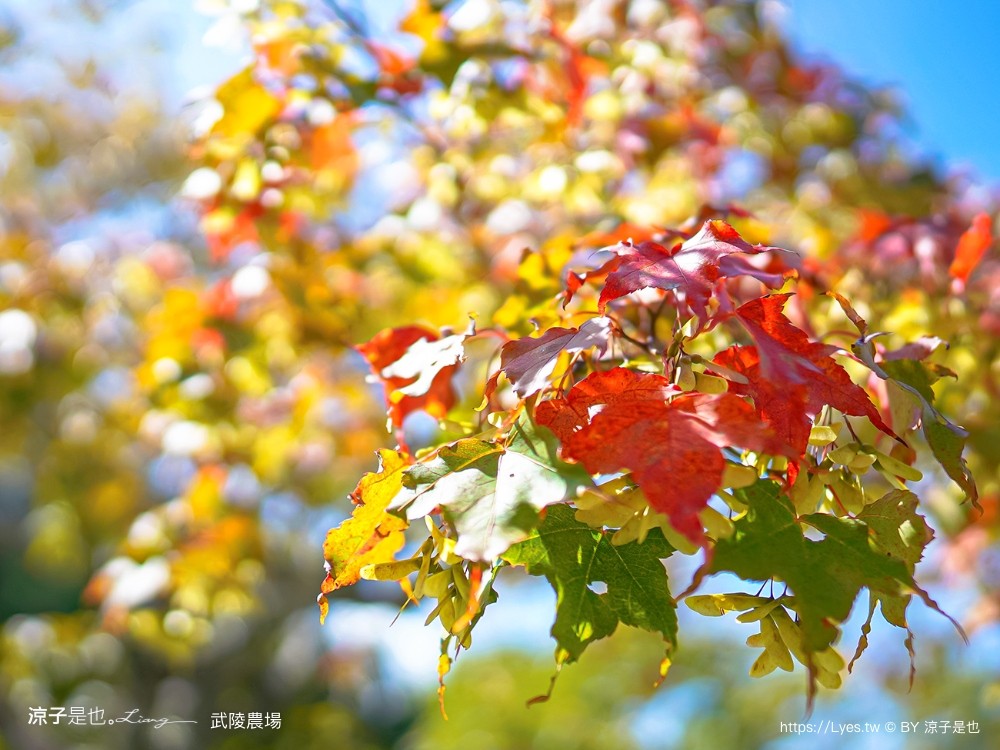 福壽山農場 民宿房型 住宿 露營 賞楓