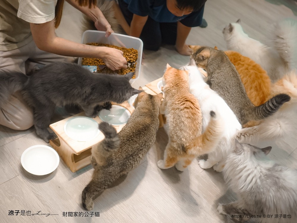 財閥家的公子貓 台南擼貓咖啡廳 台南景點推薦 狐獴 台南親子景點 室內景點 貓咪咖啡館 浣熊 狐獴 袋鼠 球蟒 雪貂 守宮