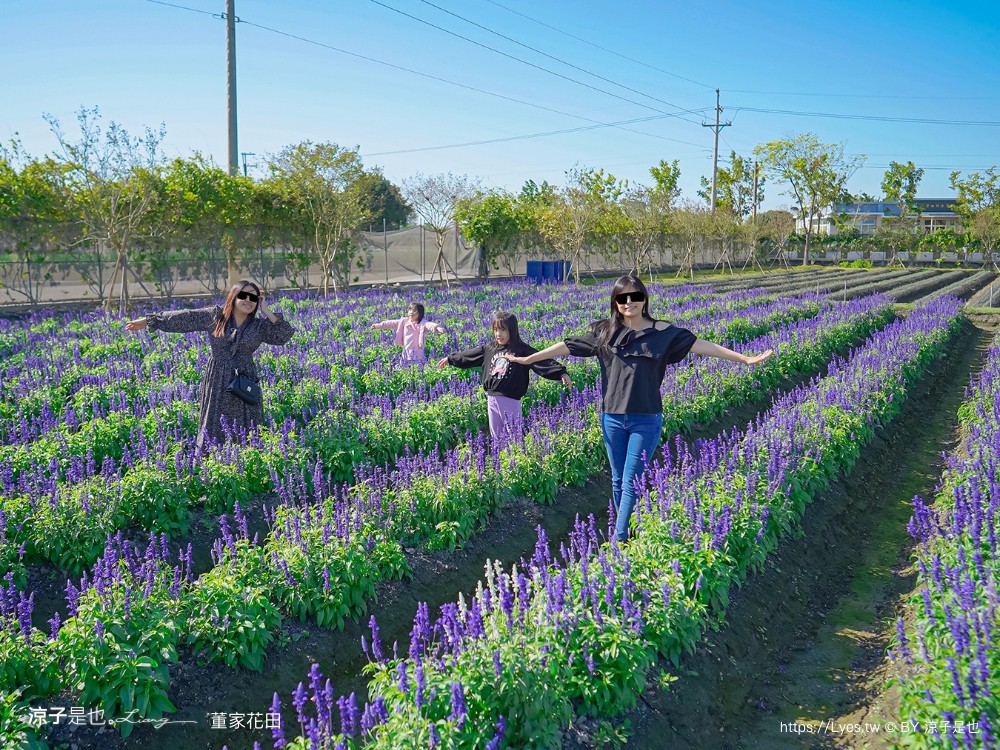 董家花田 菜單 門票 景點 彰化景點 田尾景觀餐廳 花海 戶外野餐 咖啡 交通