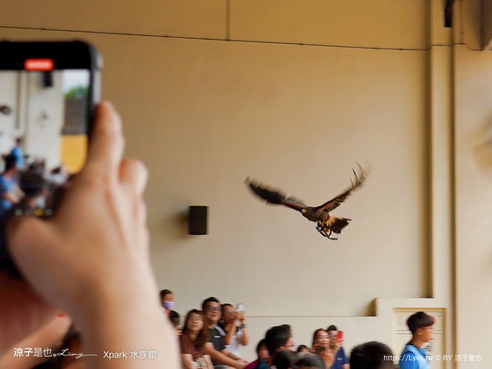 xpark水族館 門票優惠 桃園 親子景點 最新攻略 必看展區 美食餐廳 交通 停車 住宿
