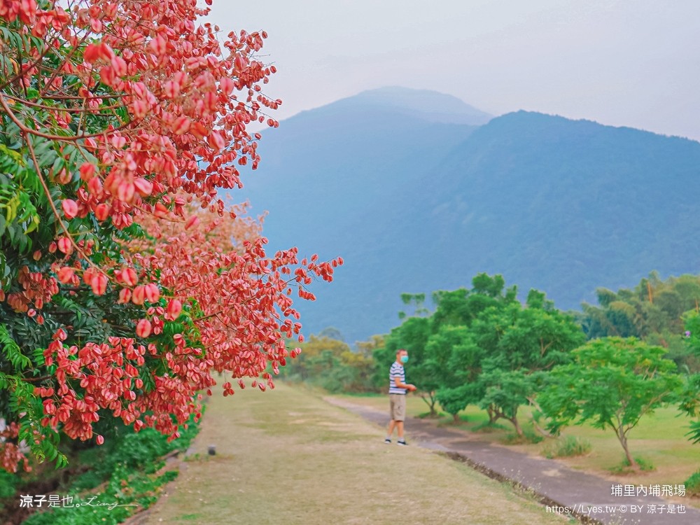 埔里景點 埔里內埔飛場 欒樹親子景點 南投藍花楹花道 賞花秘境 草地野餐 放風箏 玩球