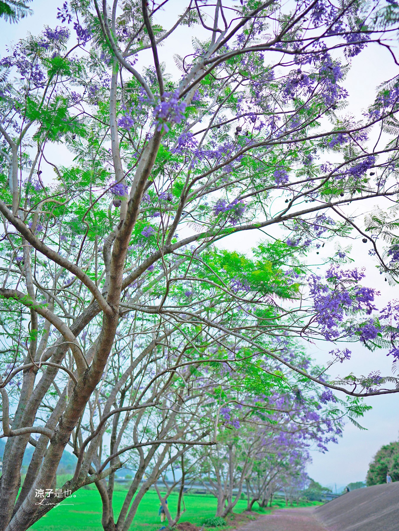 埔里景點 埔里內埔飛場 南投藍花楹花道 欒樹親子景點 賞花秘境 草地野餐 放風箏 玩球