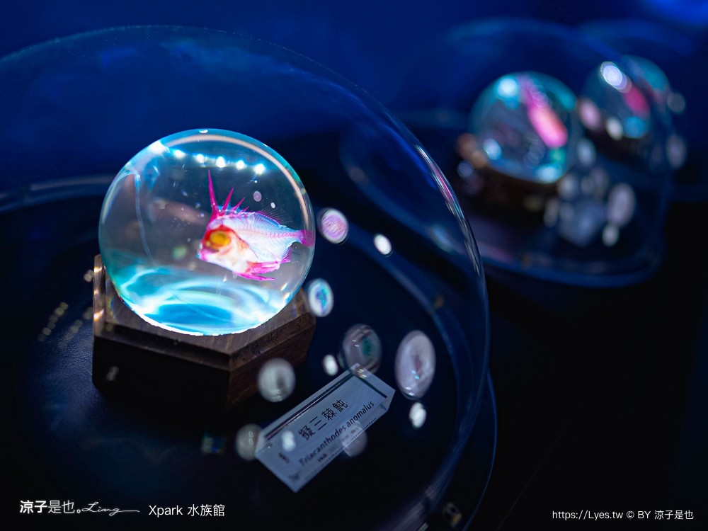 xpark水族館 門票優惠 桃園 親子景點 最新攻略 必看展區 美食餐廳 交通 停車 住宿