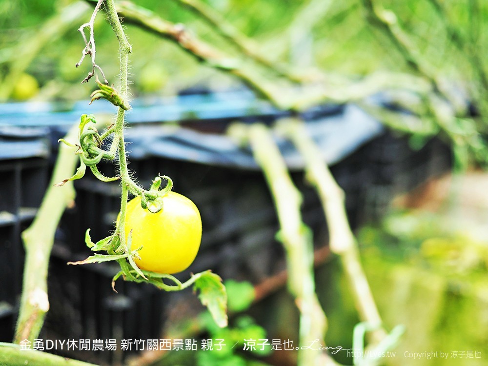 金勇DIY休閒農場 新竹關西景點 親子