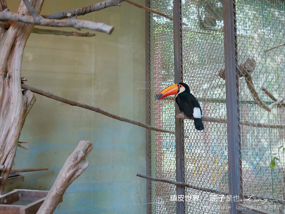 頑皮世界野生動物園攻略 門票優惠 台南親子景點 南台灣動物園 水豚君 長頸鹿 遊樂設施 戲水池