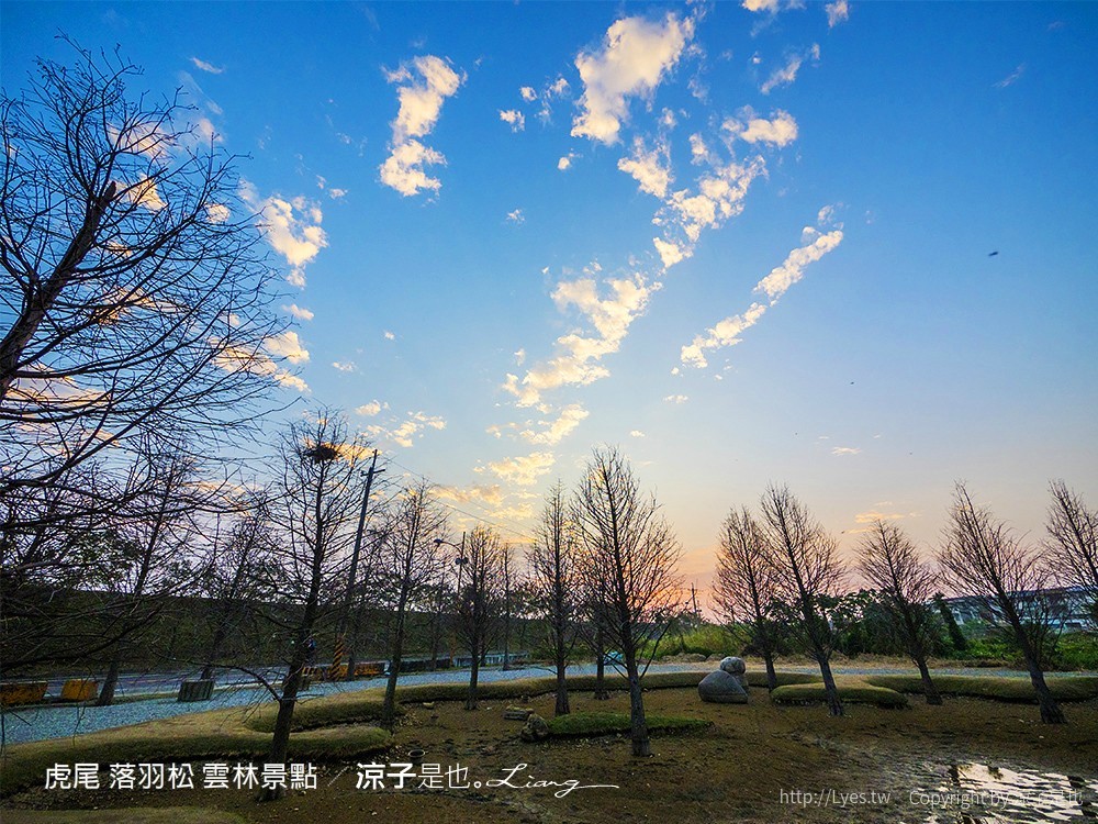 虎尾 落羽松 雲林景點