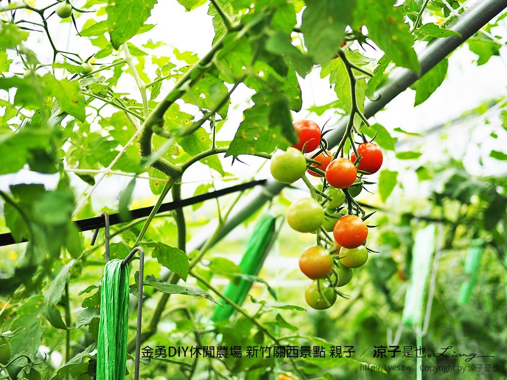 金勇DIY休閒農場 新竹關西景點 親子