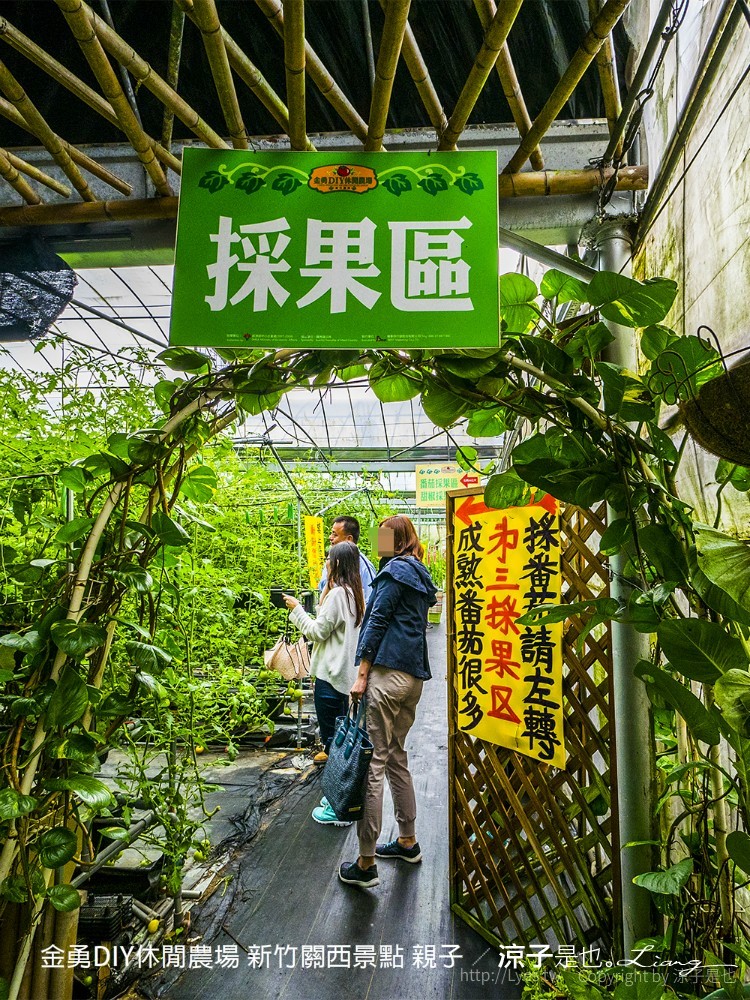 金勇DIY休閒農場 新竹關西景點 親子