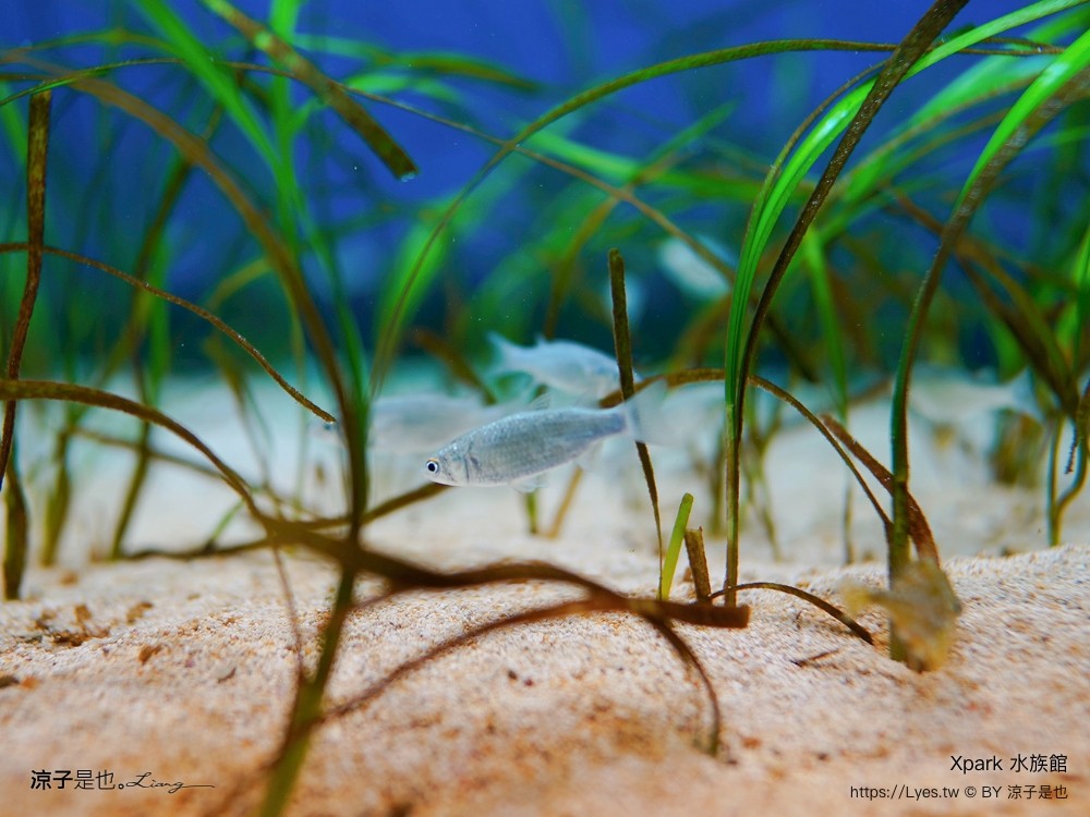 xpark水族館 門票優惠 桃園 親子景點 最新攻略 必看展區 美食餐廳 交通 停車 住宿