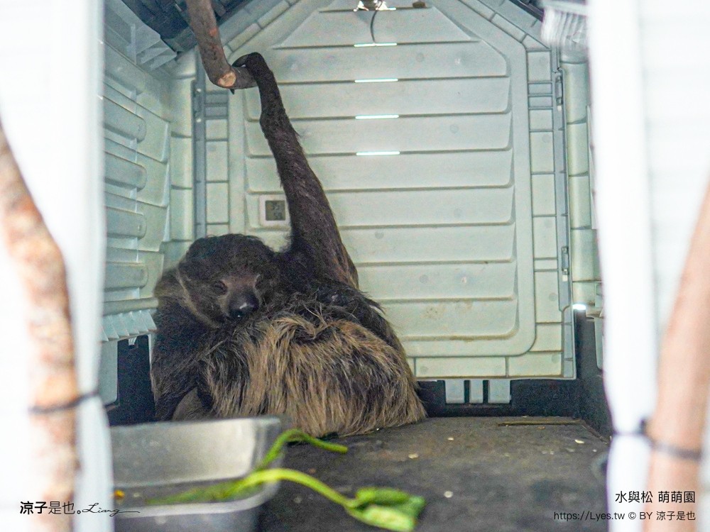 水與松萌萌園 門票 埔里 親子景點 動物園 埔里一日遊推薦 南投農場 羊駝 水豚君 南投景點