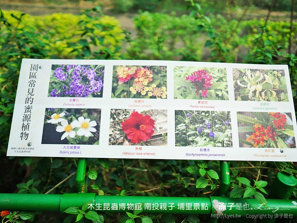 木生昆蟲博物館 南投親子 埔里景點